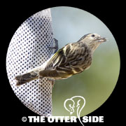 Pine Siskin