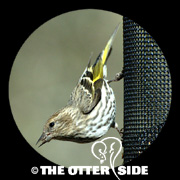Pine Siskin