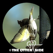 Pine Siskin