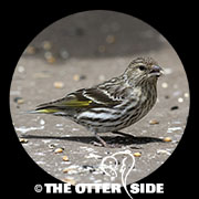 Pine Siskin