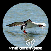 Black Skimmer