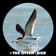 Black Skimmer
