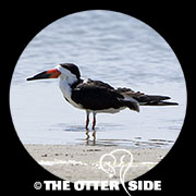 Black Skimmer