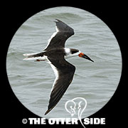 Black Skimmer