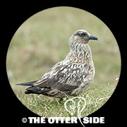 Great Skua