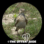 Oriental Skylark