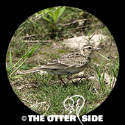 Oriental Skylark