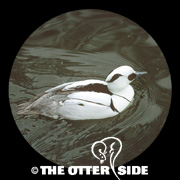 Smew