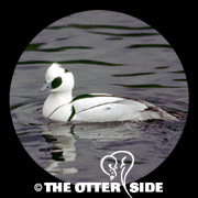 Smew