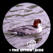 Smew