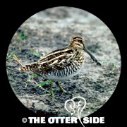 Wilson's Snipe