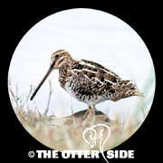 Wilson's Snipe