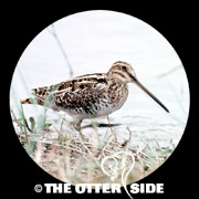Wilson's Snipe