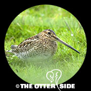 Common Snipe