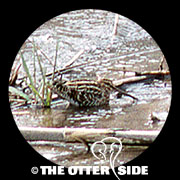 Common Snipe