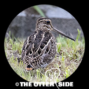 Swinhoe's Snipe