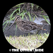 Swinhoe's Snipe