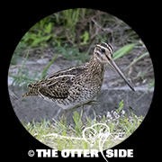 Swinhoe's Snipe