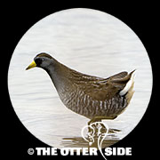Sora