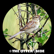 Bachman's Sparrow - Eastern