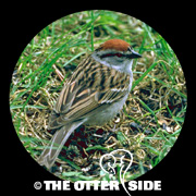 Chipping Sparrow