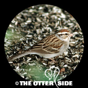 Chipping Sparrow