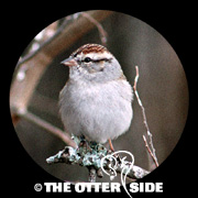 Chipping Sparrow