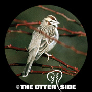 Lark Sparrow