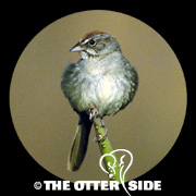 Rufous-crowned Sparrow - Eastern