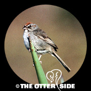 Rufous-crowned Sparrow - Eastern