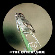 Rufous-crowned Sparrow - Eastern