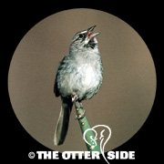 Rufous-crowned Sparrow - Eastern
