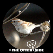 American Tree Sparrow