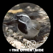 Black-throated Sparrow
