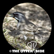 Black-throated Sparrow