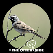 Black-throated Sparrow