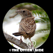 Botteri's Sparrow - Texas