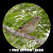Botteri's Sparrow - Texas