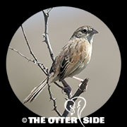 Botteri's Sparrow - Arizona
