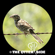 Botteri's Sparrow - Texas