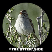 Brewer's Sparrow
