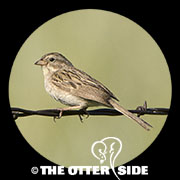 Brewer's Sparrow