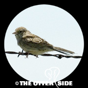 Cassin's Sparrow