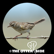 Cassin's Sparrow