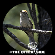 Chipping Sparrow