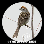 Chipping Sparrow