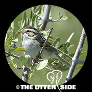 Clay-colored Sparrow