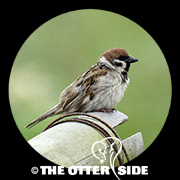 Eurasian Tree Sparrow