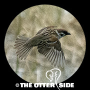 Eurasian Tree Sparrow