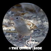 Field Sparrow